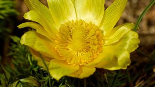 Das Frühlings-Adonisröschen (Adonis vernalis) verschwand im 19. Jahrhundert aus Halle. Die Art ist auf stickstoffarme Böden angewiesen. Sie gilt heute in ganz Deutschland als gefährdet. (UFZ / André Künzelmann)