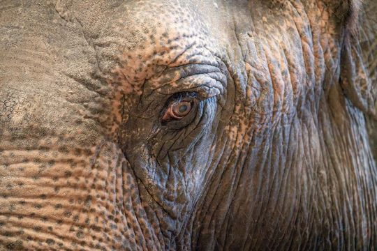 Nahaufnahme des Gesichts eines Asiatischen Elefanten(Bild:  Leibniz-IZW/Jan Zwilling)