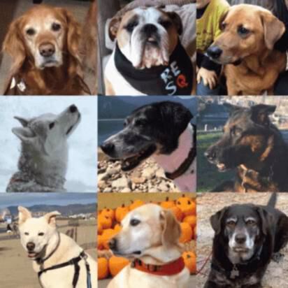 The Dog Aging Project aims to better understand healthier aging for people’s beloved canine companions. More than 45,000 dogs of all breeds and sizes have enrolled in the study.