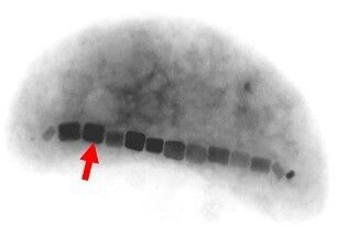 Elektronenmikroskopische Aufnahme eines magnetischen Bakteriums. Die Länge des gesamten Bakteriums beträgt etwa ein Tausendstel Millimeter. Der rote Pfeil weist auf die magnetischen Nanokristalle hin. Deren kettenförmige Anordnung innerhalb der Zellen ermöglicht, ähnlich einer Kompassnadel, deren Ausrichtung im Erdmagnetfeld. (Bild: Lehrstuhl für Mikrobiologie, Universität Bayreuth)