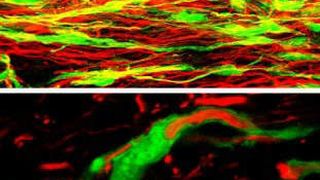 GFP hat die Life Science Forschung revolutioniert. (Bild: FITC-markierter polyklonaler Antikörper gegen Green Fluorescent Protein (GFP), getestet für zahlreiche Applikationen; antibodies online) (Bild: FITC-markierter polyklonaler Antikörper gegen Green Fluorescent Protein GFP)