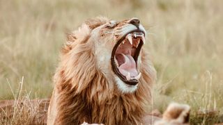 Online-Auftritt in Gefahr: der Security-Report offenbart besorgniserregendes Sicherheitslevel bei vielen B2B-Webseiten und Onlineshops. (gemeinfrei)