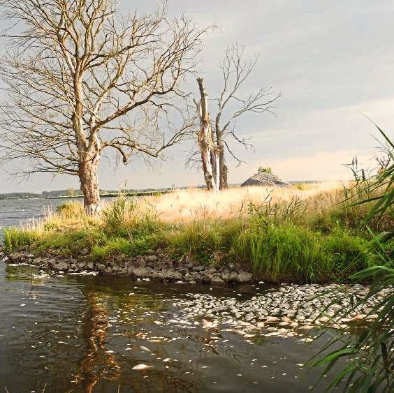 Verendete Fische an der Oder