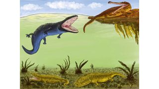 Metoposaurus (olivgrün, unten) führte eine bodenbewohnende Lebensweise, - wahrscheinlich um der Konkurrenz durch die größeren Cyclotosaurus (blau) und Phytosaurier Parasuchus (ockerbraun) zu entgehen. (Bild: Sudipta Kalita)