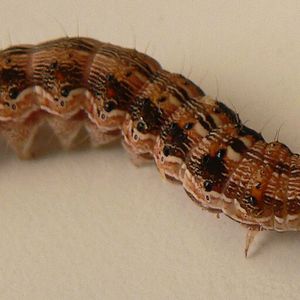 Abb. 2: Raupe des Baumwollkapselwurms Helicoverpa armigera, ein weltweit gefährlicher Schädling.