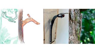 Der Asiatische Flachschwanzgecko würde nach einem Sprung auf einen Baumstamm eine Vier-Punkt-Landung bevorzugen, aber wenn er nicht ausreichend abbremsen kann, prallt er mit dem Kopf gegen den Stamm und stabilisiert sich mit seinem Schwanz . Forscher am MPI-IS  haben einen weichen Roboter mit aktivem Schwanz gebaut, um dieses Verhalten nachzuahmen.  (Peter Bräm, Andre Wee, Ardian Jusufi)