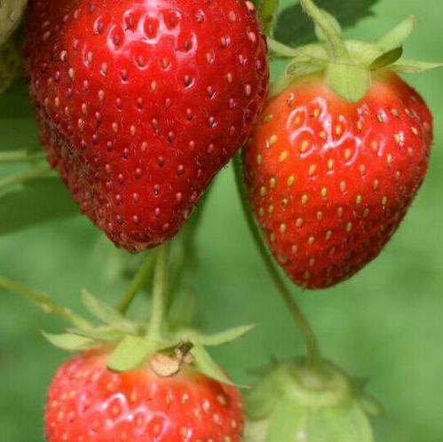After spraying, the researchers observed the two-week long safety period before planting the strawberry plantlets. After spraying, the researchers observed the two-week long safety period before planting the strawberry plantlets.