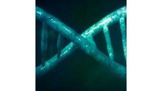 Forscher entdeckten im Türkisen Prachtgrundkärpfling mithilfe systembiologischer Analysen „prophetische Genaktivitäten“, die im jungen Alter die Lebensspanne des Fisches beeinflussen. (Bild: PublicDomainPictures)