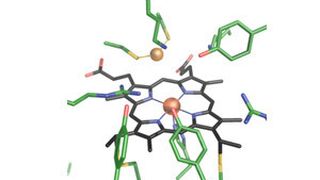 Die Sulfitreduktase MccA enthält die beiden Metalle Eisen und Kupfer. (Bild: Arbeitsgruppe Einsle)