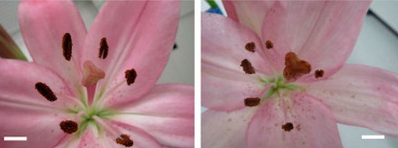 Bienendrohne des AIST: Blüte vor der Bestäubung (links) durch die Bienendrohne und danach (Bild: Aist)