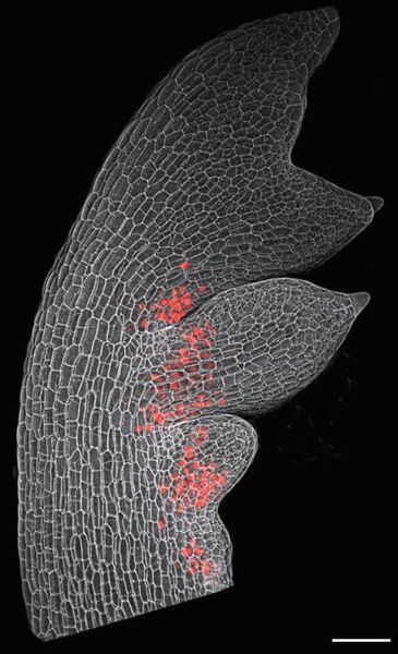 Mikroskopie-Bild eines jungen Blattes des Behaarten Schaumkrauts mit entstehenden Nebenblättern (Zellumrisse: grau). Das hier rot dargestellte RCO-Protein ist an den Stellen aktiv, an denen neue Nebenblätter entstehen. Dort verringert es das Zellwachstum, sodass die Nebenblätter voneinander getrennt bleiben.  (Neha Bhatia und Peter Huijser)