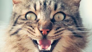 Jeder Chef brennt für sein Unternehmen. Doch wie lässt sich in der täglichen Unternehmenspraxis das eigene Engagement in eine motivierende Führung übertragen? Vielleicht mit einem XXL-Grinsen und „Think-positiv“ als Grundmotto? (Bild: gemeinfrei)