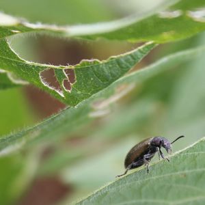 ((c) Laura V. Flórez, Johannes-Gutenberg-Universität Mainz)