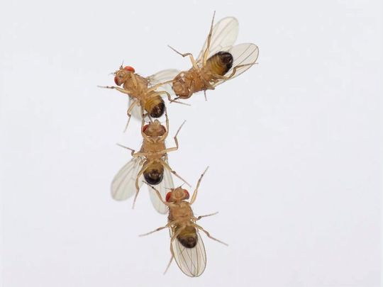 Balzkette von vier männlichen Drosophila-Fliegen. Die Fliegenmännchen zeigten ein ungewöhnliches Balzverhalten gegenüber anderen Männchen, die erhöhten Ozonwerten ausgesetzt waren, wie sie heutzutage im Sommer in Städten häufig anzutreffen sind. (Bild:  Benjamin Fabian, Max-Planck-Institut für chemische Ökologie)