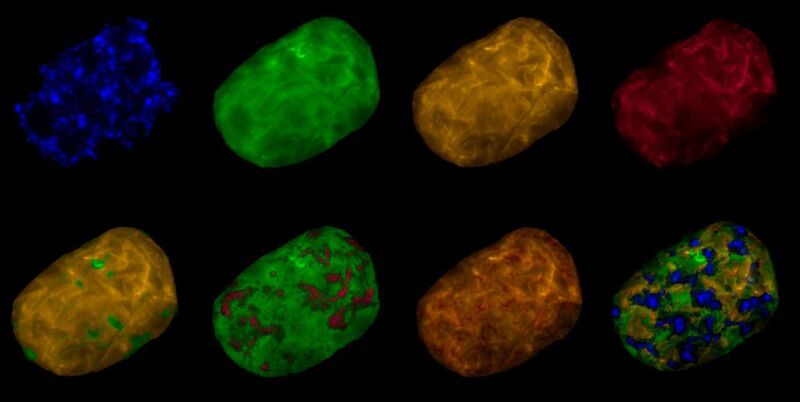 Fluorescence in-situ hybridization image of a stained Achromatium oxaliferum cell. (Mina Bizic-Ionescu / IGB)