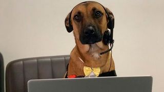 Vom Straßenhund zum Autohausmitarbeiter: Tucson Prime hat eine steile Karriere hingelegt. (Bild: Prime Hyundai)