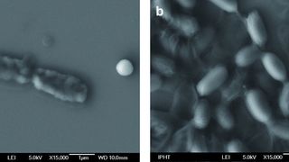  (Bild: Friedrich-Schiller-Universität Jena)