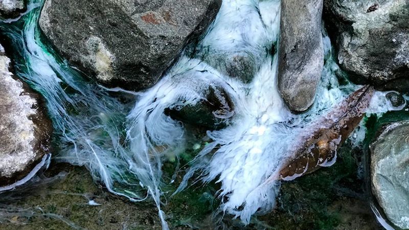 Biofilm in a natural seep in Costa Rica. (University of New Mexico)