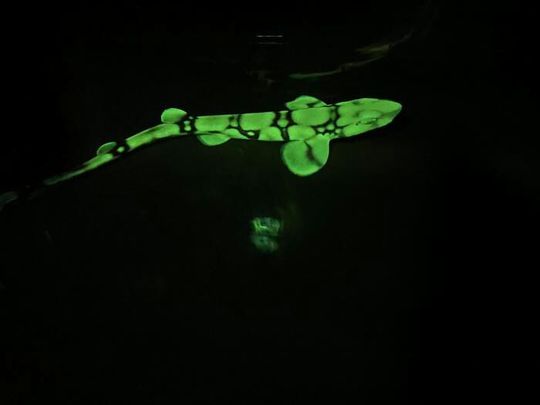 The chain catshark (Scyliorhinus retifer) is one of four elasmobranch species (sharks, skates, rays and sawfish) known to be biofluorescent. The chain catshark (Scyliorhinus retifer) is one of four elasmobranch species (sharks, skates, rays and sawfish) known to be biofluorescent.