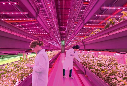 Damit die Pflanzen im Gewächshaus optimal wachsen, haben die verwendeten LEDs eine ganz spezielle Wellenlänge. Pflanzen benötigen überwiegend blaues Licht mit rund 400 bis 490 nm sowie rotes Licht mit 640 bis 700 nm für die Photosynthese und um Energie zu erzeugen. Damit die Pflanzen im Gewächshaus optimal wachsen, haben die verwendeten LEDs eine ganz spezielle Wellenlänge. Pflanzen benötigen überwiegend blaues Licht mit rund 400 bis 490 nm sowie rotes Licht mit 640 bis 700 nm für die Photosynthese und um Energie zu erzeugen.