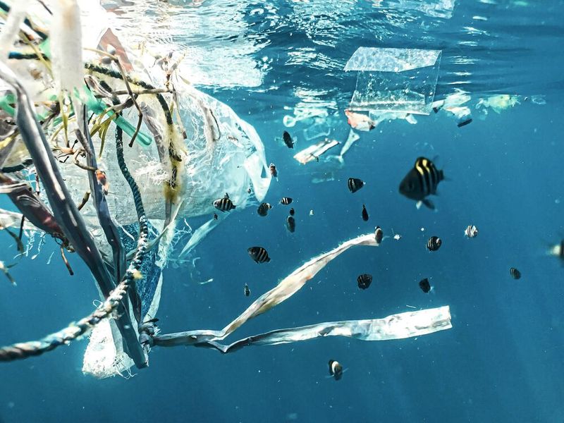 Platz 1: Mikroplastik in Lebensmitteln -68&nbsp;%  Platz 1 der größten Lebensmittelängste in Deutschland belegt, wie auch die Jahre zuvor, das Thema Mikroplastik.  Winzige Partikel gelangen über die Nahrungskette aus dem Meer zurück in die Küchen der Menschen. Was die Plastikteilchen im Organismus bewirken, wird in zahlreichen Studien untersucht.  Was die Plastikteilchen im Organismus bewirken, wird in zahlreichen Studien untersucht. In unserem Beitrag erfahren Sie, welche Auswirkungen Mikroplastik in der Antarktis hat (Bild: frei lizenziert)