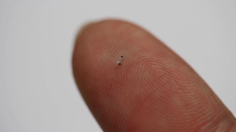 Winzig klein – die Mikromuscheln sind auf dem Finger kaum zu erkennen. Kein Wunder: Ihr Durchmesser liegt bei 100 nm, ihre Länge bei 400 nm. (Bild: Alejandro Posada/MPI für Intelligente Systeme)