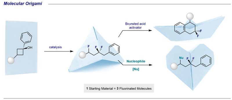 Die Reihe der Faltschritte steht für aufeinanderfolgende Reaktionen. Ausgehend vom Ausgangsstoff Cyclobutanol („Blatt Papier“) kann eine isolierbare Zwischenverbindung hergestellt werden („Origami-Hut“). Durch die Zugabe eines Brønsted-Säure-Aktivators wird eine intramolekulare Cyclisierung ausgelöst, die zu hochwertigen Tetralin-Derivaten führt („Origami-Boot“). Andererseits können sogenannte Nukleophile durch die Aktivierung der benzylischen Kohlenstoff-Fluor-Bindung eingeführt werden („Origami-Herz“). (Bild: WWU Münster - AG Gilmour)