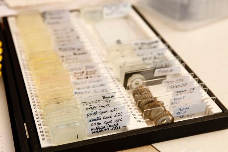 Der sogenannte „Querschliff“ gibt die unterschiedlichen Lackschichten einer bzw. mehrerer Lackierungen preis. So erkennt die Profi, wie oft und mit welchen Lacken ein Fahrzeug (über-)lackiert wurde und kann zudem die Inhaltsstoffe bestimmen. (Gundula Tutt)