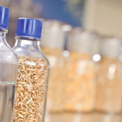 Sichere Futtermittel sind die Basis für sichere Lebensmittel. Deshalb wird Tierfutter regelmäßig auf Pestizidrückstände, Schimmelpilzgifte und andere schädliche Rückstände überprüft. (Symbolbild) (Bild: © Frank Seifert - stock.adobe.com)