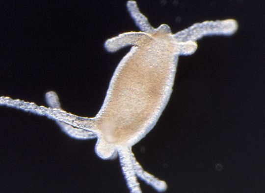 Der Süßwasserpolyp Hydra ist bekannt für seine Regenerationsfähigkeit. Nach Entfernung des Kopfes oder des Fußes – oder sowohl des Kopfes als auch des Fußes – ist Hydra in der Lage, die fehlenden Strukturen zu regenerieren; es bilden sich wieder intakte Tiere. Das Bild zeigt ein Hydra-Regenerat, bei dem zuvor Kopf und Fuß entfernt wurden, wobei die Regeneration mit rekombinantem Wnt dazu geführt hat, dass sich anstelle eines regenerierten Fußes ein zweiter Kopf mit Tentakeln gebildet hat. Der Süßwasserpolyp Hydra ist bekannt für seine Regenerationsfähigkeit. Nach Entfernung des Kopfes oder des Fußes – oder sowohl des Kopfes als auch des Fußes – ist Hydra in der Lage, die fehlenden Strukturen zu regenerieren; es bilden sich wieder intakte Tiere. Das Bild zeigt ein Hydra-Regenerat, bei dem zuvor Kopf und Fuß entfernt wurden, wobei die Regeneration mit rekombinantem Wnt dazu geführt hat, dass sich anstelle eines regenerierten Fußes ein zweiter Kopf mit Tentakeln gebildet hat.