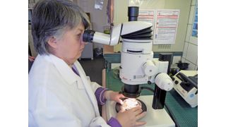 Abb.1: Roswitha Reinhardt begutachtet eine Probe unter dem Leica-MZ16-Stereomikroskop. Trägt die Pflanze einen Schädling, erstellt die Landwirtschaftlich-Technische Assistentin vom Pflanzenschutzdienst des Regierungspräsidiums Gießen Fotos und übermittelt den Befund an den zuständigen Pflanzenschutzdienst, der den Abnehmer entsprechend berät. (Bild: Claudia Moch)