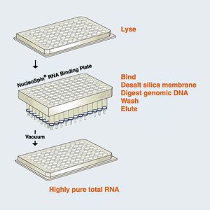 Abb.2: Das NucleoSpin RNA Kit basiert auf dem "Binden-Waschen-Eluieren"-Prinzip der reversiblen Adsorption an eine Silika-Membrane