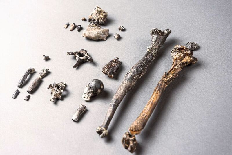 Die 21 Knochen des am vollständigsten erhaltenen Teil-Skelettes eines männlichen Danuvius (Christoph Jäckle)