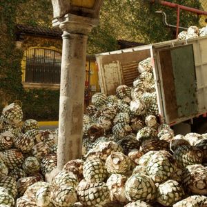 Ford kooperiert mit dem weltweit führenden Tequila-Hersteller Jose Cuervo. Der Hintergrund: Aus verbleibenden Agave-Fasern, ...