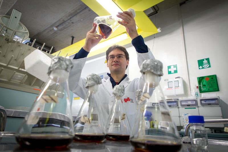 Wie die Forscher den Prozess der Celluloseaufspaltung an der Oberfläche beobachtet und dokumentiert haben, ist aktuell in Nature Communications veröffentlicht. (Lunghammer - TU Graz)