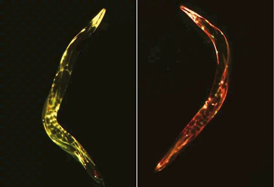 Aufnahmen des Modellorganismus C. elegans, die zeigen wie die fehlerhaften Proteine, bei denen zu viele Aminosäuren aneinandergebaut wurden, abgebaut werden. Das linke Bild zeigt eine Aufnahme, während der die fehlerhaften Proteine (gelb) noch im Organismus angereichert sind. Das Rechte Bild zeigt den Organismus nach Abbau dieser Proteine. (Bild:  Martin Müller, MPI für Biochemie)