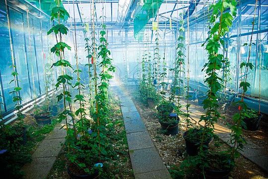 Zitrusfrüchte aus dem Lebensmittelhandel enthalten Hopfen-Schaderreger, so eine Studie der Universität Hohenheim.(Bild:  Universität Hohenheim / Astrid Untermann)