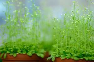 Schaumkresse (Arabidopsis) (Gunther Willinger/Universität Tübingen)