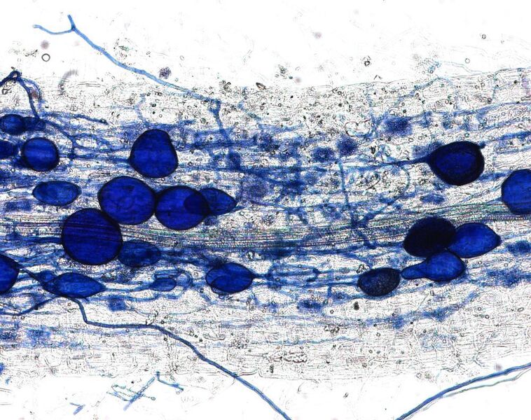 Von Arbuscular Mycorrhizal Fungi befallene Pflanzenwurzeln. (Bild: UZH)