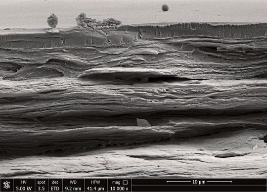 Rasterelektronenmikroskop-Aufnahme des Polymerfilms aus nanofibrillierter Cellulose und Gelatine. Die obere, ca. 1,5 µm dicke Schicht ist die Schutzschicht aus Schellack.(Bild:  Wiesemüller et al., DOI: 10.3389/frobt.2022.1011793)