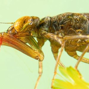 (Christophe Brochard/Brochard Photography)