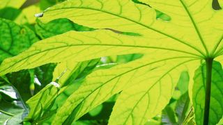 Pflanzen-Aktivitäten und ihre Signale – darum geht es im Projekt Floranium (Martin Heine)