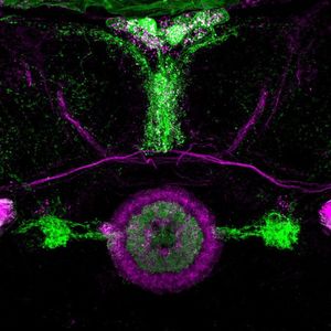 (AG Strauss, Johannes Gutenberg Universität)
