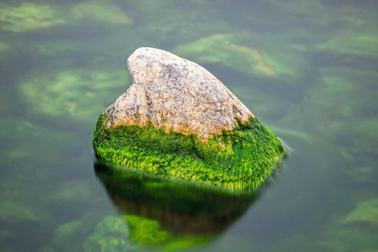 Algen könnten sich als wertvoller Pflanzendünger erweisen, indem sie sich mit Nährstoffen aus Abwasser anreichern (Symbolbild). Algen könnten sich als wertvoller Pflanzendünger erweisen, indem sie sich mit Nährstoffen aus Abwasser anreichern (Symbolbild).