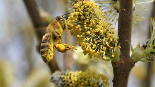 Honigbiene an einem männlichen Blütenkätzchen der Sal-Weide (Bild: Jens Wagner)