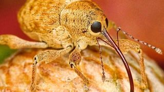 Käfer haben im Laufe der Evolution zahlreiche Arten entwickelt (Symbolbild). (gemeinfrei, 12019)