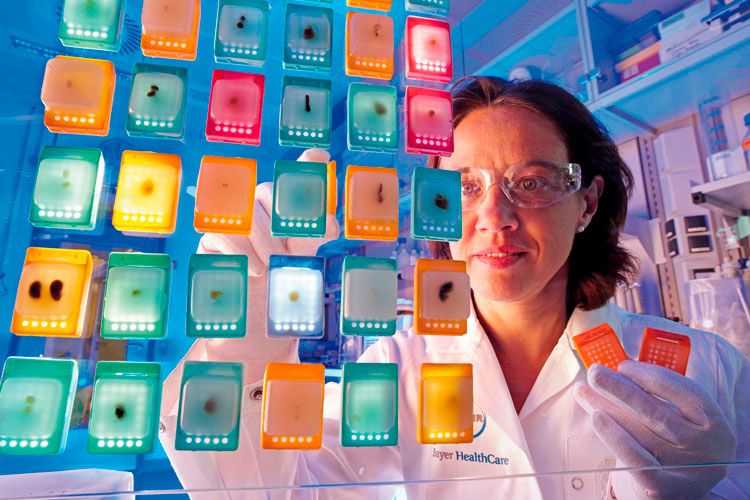 Die Auszeichnung als bester Chemie- und Pharma-Arbeitgeber ging an Bayer. (Foto: Bayer)