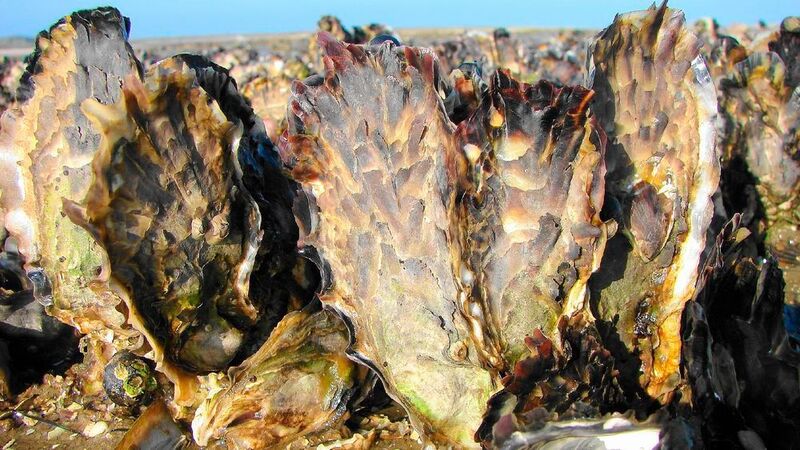 Austern wachsen im Wattenmeer auf Steinen oder Miesmuscheln.  (Alfred-Wegener-Institut / Susanne Diederich )