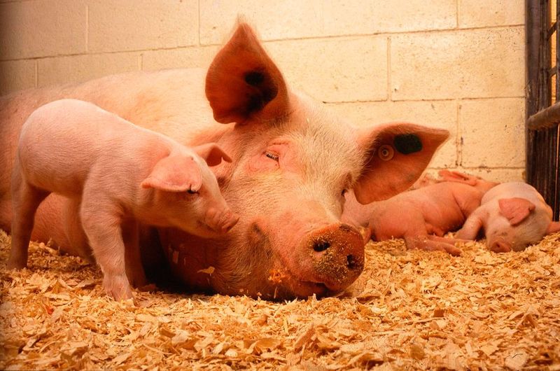 Das LSZ Boxberg und die Universität Hohenheim erschließen Datenquellen für eine bessere und ökonomischere Schweinehaltung. (Bild: Universität Hohenheim / Sacha Dauphin)