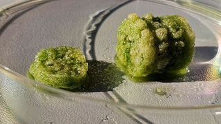 "Living" Building material. Green is created by the chlorophyll of the living bacteria. (Image:Fraunhofer IKTS)